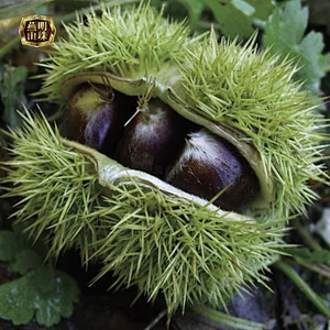 2019 New Crop Organic Chinese Fresh Raw Chestnuts for Sale