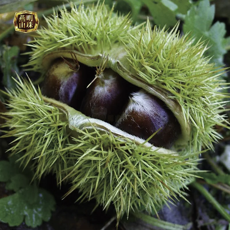 2019 New Crop Organic Chinese Fresh Raw Chestnuts for Sale