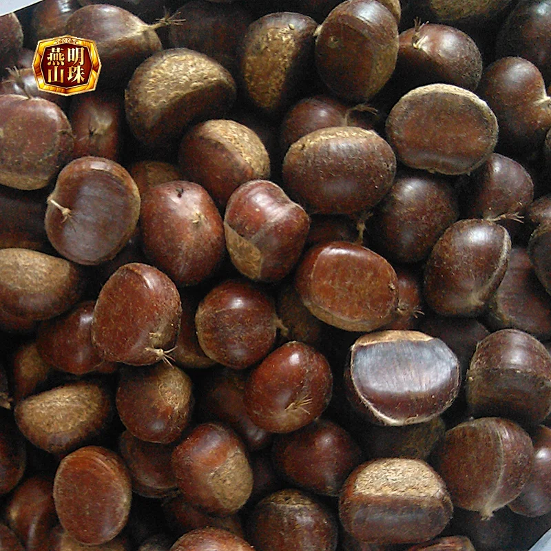 Supply Qinhuangdao Yanshan Chinese Fresh Chestnuts
