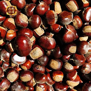 2019 Best Organic Chinese Fresh Raw Chestnuts with Double Gunny Bag
