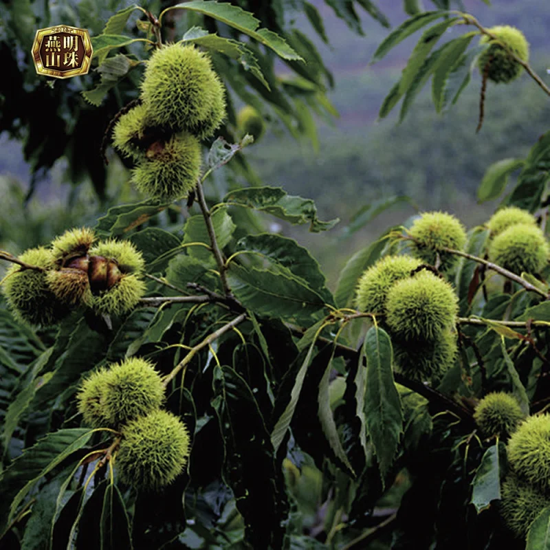 Best Sale Yanshan Fresh Chinese Chestnut Nuts with Bright Color