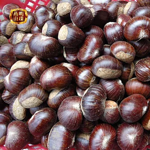 2019 New Crop Organic Yanshan Chinese Fresh Raw Chestnuts for Sale