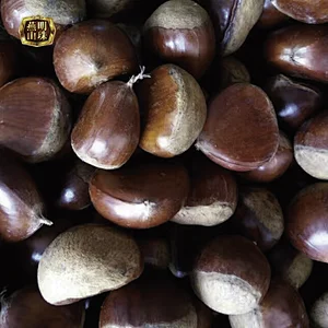 2019 Best Organic Chinese Fresh Raw Yanshan Chestnuts for Sale