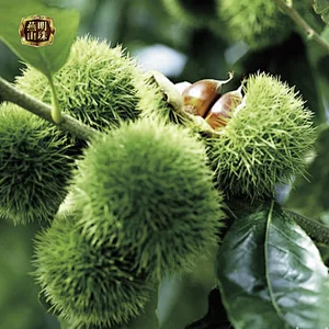 2019 New Crop Organic Yanshan Fresh Bulk Chestnut Nuts