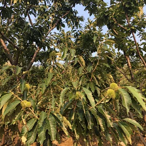 Supply 2019 New Crop Zunhua Grade AL Fresh Chestnuts