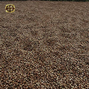 2019 New Crop Organic Fresh Chestnuts