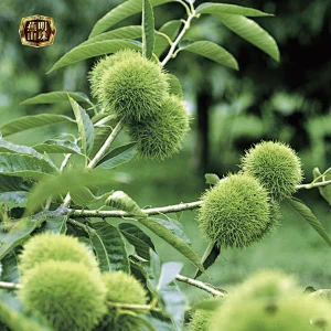 2019 New Crop Natural Sweet Yanshan Hebei Origin Harvesting Fresh Chestnuts