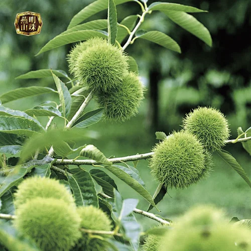 2019 New Crop Natural Sweet Yanshan Hebei Origin Harvesting Fresh Chestnuts