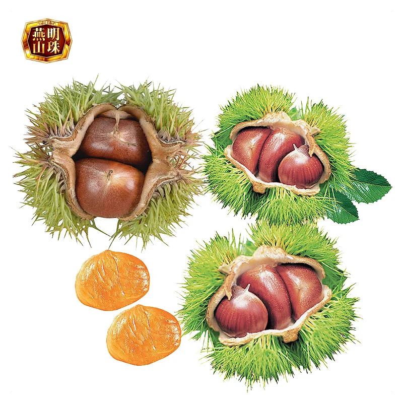 Supply Organic Fresh Chinese Chestnuts for Sale