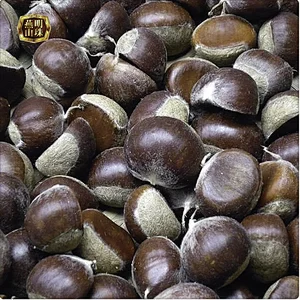 2019 Organic Chinese Fresh Chestnuts with Gunny Bag for Sale