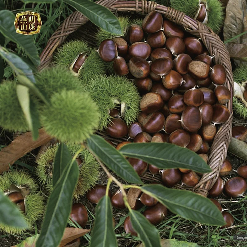 2019 New Crop Sweet Organic Fresh Chinese Chestnuts for Sale