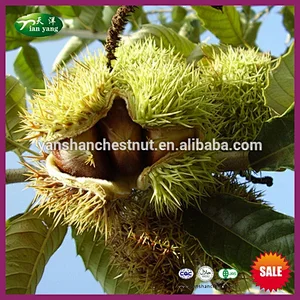 2019 New Crop Yanshan Fresh Chinese Chestnut Nuts with Bright Color
