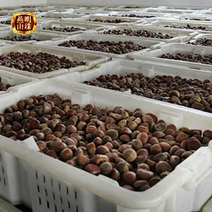 2019 New Crop Organic Sweet Chinese Xinglong Fresh Raw Chestnut