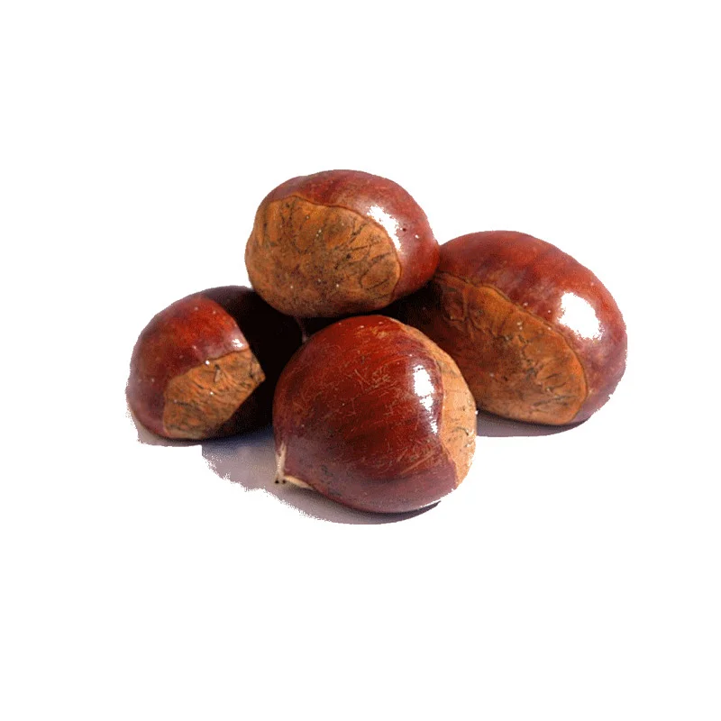 Fresh Chinese Chestnuts for Sale