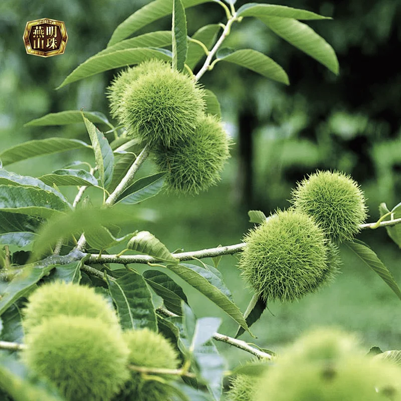2019 Chinese Organic Fresh Raw Sweet Chestnuts for Sale