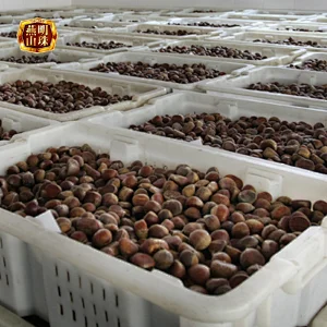 2019 New Crop Fresh Raw Bulk Chestnut Nuts from Yanshan Mountains