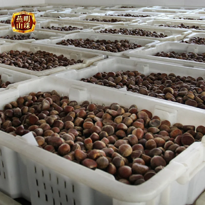 2019 New Crop Fresh Raw Bulk Chestnut Nuts from Yanshan Mountains