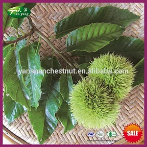 2019 New Crop Yanshan Fresh Chinese Chestnut Nuts with Bright Color
