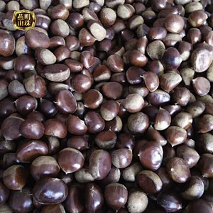 2019 Shandong Fresh Chestnut With Plumb Body No Insects No Empty Shell