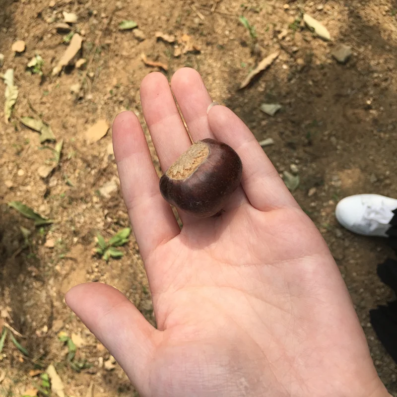 Supply 2019 New Crop Zunhua Grade AL Fresh Chestnuts