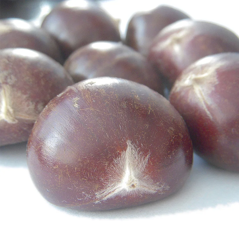 Bulk Sweet Chinese Fresh Chestnuts for Sale