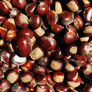 New Organic 2019 Chinese Yanshan AL Grade Fresh Chestnuts