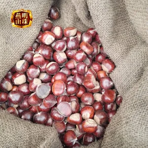 New Organic 2019 Chinese Yanshan AL Grade Fresh Chestnuts