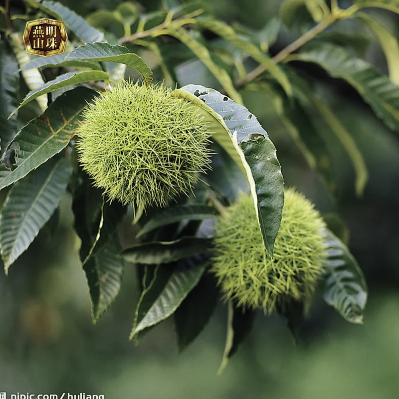 2019 New Crop Sweet Organic Harvesting Fresh Chestnuts