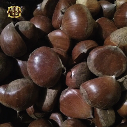 New Crop Fresh Chinese Yanshan Chestnut Bulk Organic Raw Nuts with Shell for Sale
