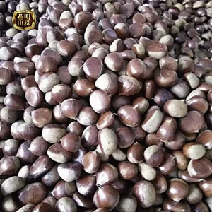 Organic Chinese Fresh Raw Chestnuts Package Chestnut