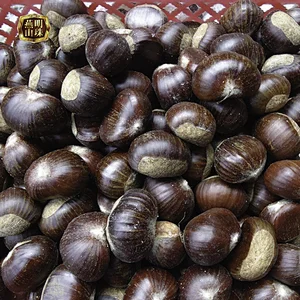 Chinese Organic Fresh Raw Chestnuts for Sale