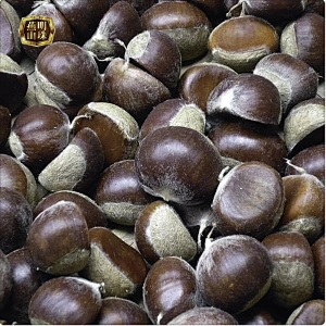 2019 New Crop Chinese Hebei Origin Raw Best Chestnut with Shell