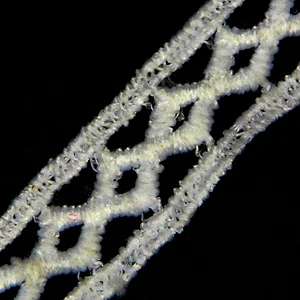 1.5cm Clear Crossover Lines Pattern Chemical Milk Yarn Lace