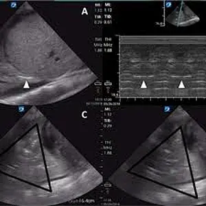 Transductor ecografia probe veterinary ultrasound scanner eco convexo abdominal ultrasonido portatil colposcopio maquina probe