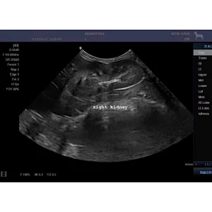 Ecografo veterinarios best price eco vet multiparametro veterinarios medical sonoscape dopler portable veterinary ultrasound