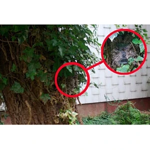Multi-language 12MP Infrared Night Vision Wireless Motion Sensor Hidden Camera Hunting Camera