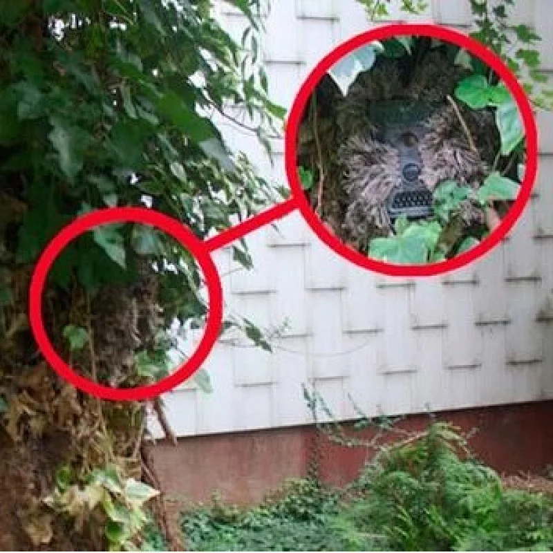 Long time recording motion detection field research site surveillance animal trace trail gprs wildlife photo trap trail camera