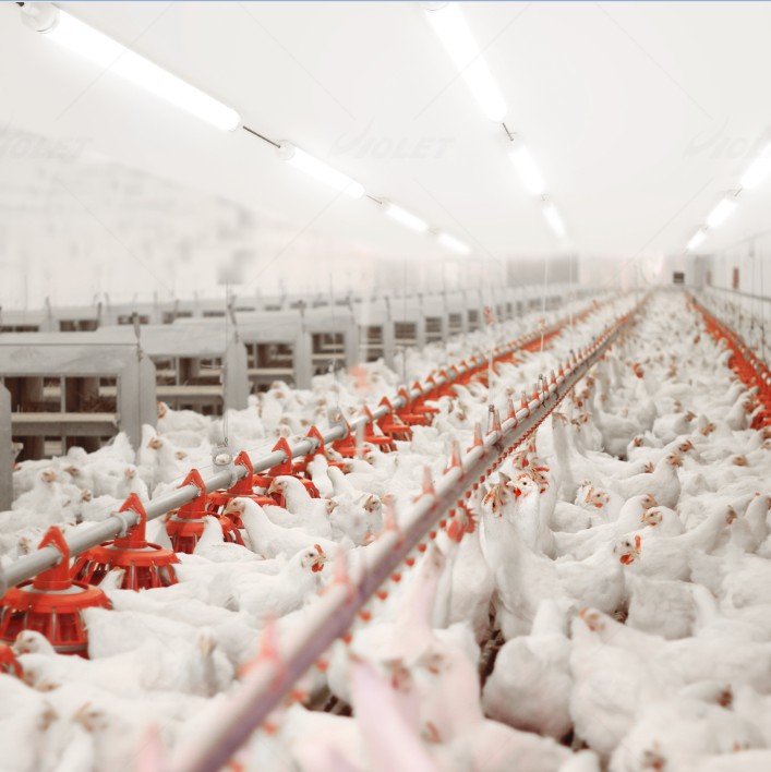 LED Batten Light for Farm