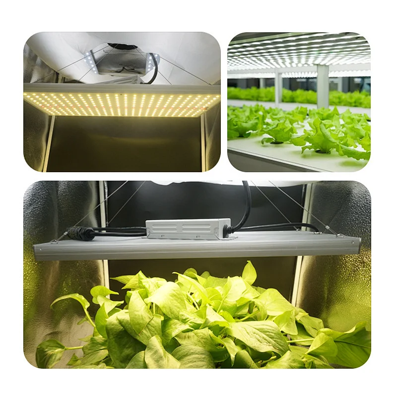 Indoor Grow Lights For Succulents 100 Watt Full Spectrum Waterproof LED Grow Light