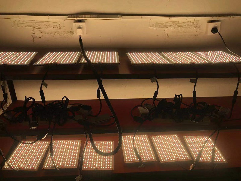 Succulent Plant Grow Light manufacturer