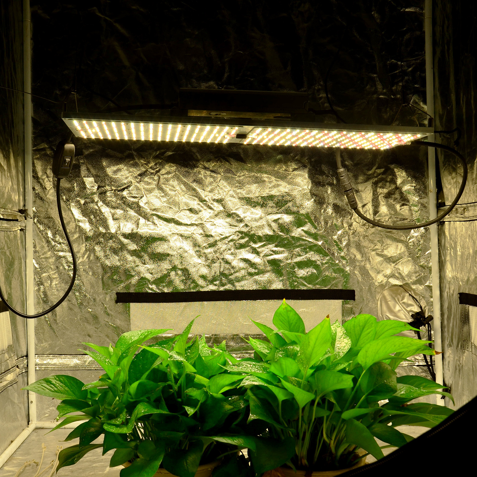 Led Grow Lights For Beginners China