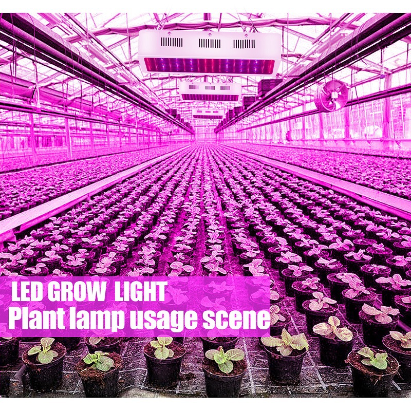 Grow Lamp For Succulents supplier
