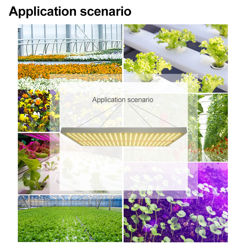 Best Grow Light For Orchids China