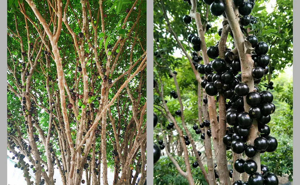 Our company has a special fruit tree: Jabuticaba