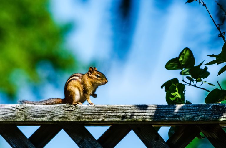 How to Eliminate Chipmunks In Your Garden