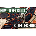 get rid of bugs