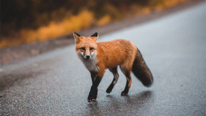 fox repeller