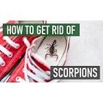 get rid of scorpions