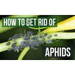 Get Rid of Aphids