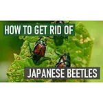 get rid of beetles
